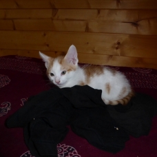 Image pour l'annonce donne un petit chaton