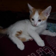 Image pour l'annonce donne un petit chaton