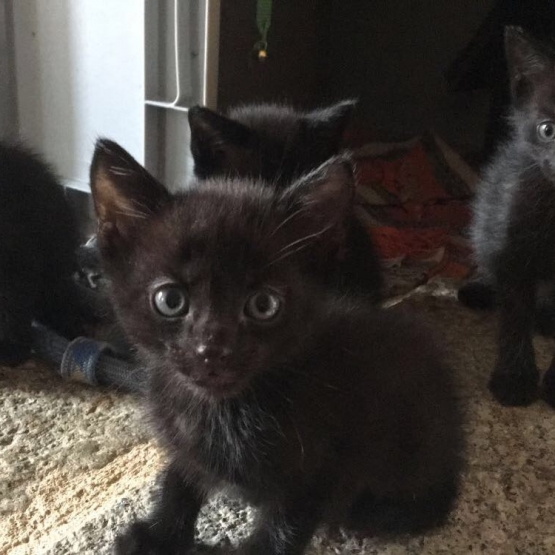 Image pour l'annonce Donne chatons sevrés