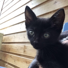 Image pour l'annonce Donne chatons sevrés