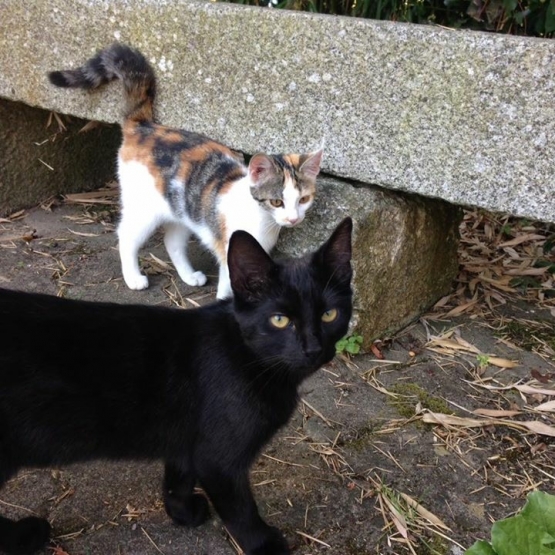 Image pour l'annonce Donne deux jeunes chats
