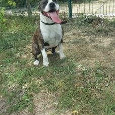 Image pour l'annonce Vends staffordshire terrier américain