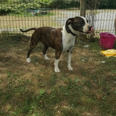 Image pour l'annonce Vends staffordshire terrier américain