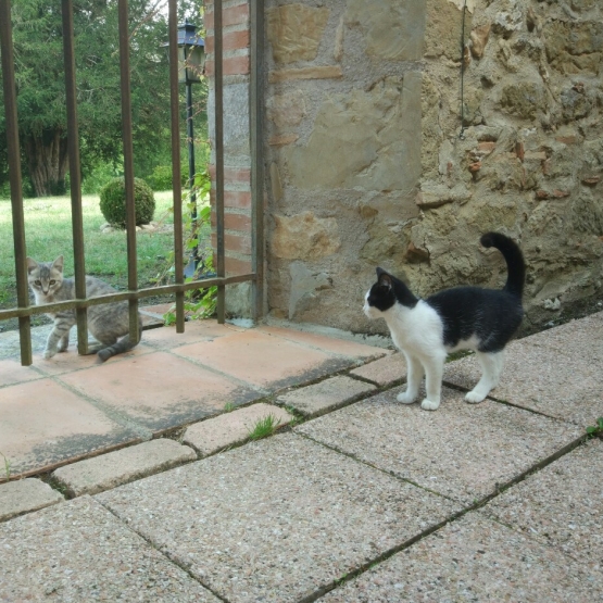 Image pour l'annonce deux chatons très amicales