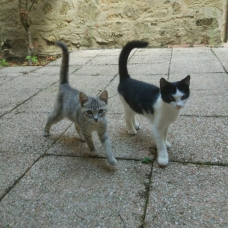 Image pour l'annonce deux chatons très amicales