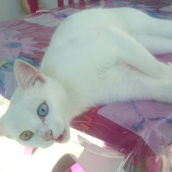 Image pour l'annonce Jeune chat femelle à adopter (don) - Hautes-Pyrénées