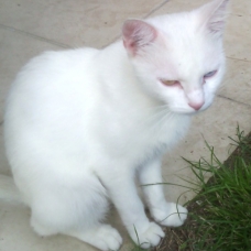 Image pour l'annonce Jeune chat femelle à adopter (don) - Hautes-Pyrénées