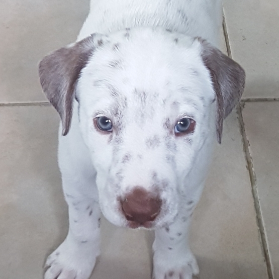 Image pour l'annonce vends dalmatiens croisé border collie