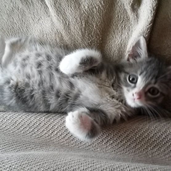 Image pour l'annonce Donne chaton mâle