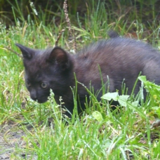 Image pour l'annonce DONNE GENTIL CHATON SEVRÉ