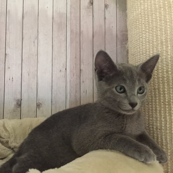 Image pour l'annonce Adorable bébés  chats  contre bons