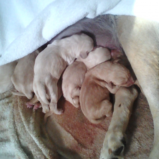 Image pour l'annonce donne chiots labrador