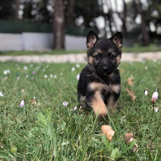 Image pour l'annonce Chiots Berger allemand à réserver