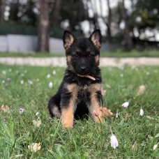 Image pour l'annonce Chiots Berger allemand à réserver