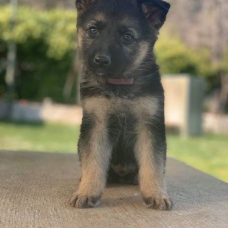 Image pour l'annonce Chiots Berger allemand à réserver