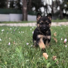 Image pour l'annonce Chiots Berger allemand à réserver