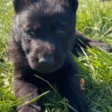 Image pour l'annonce Chiots Berger allemand à réserver