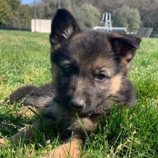 Image pour l'annonce Chiots Berger allemand à réserver