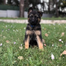 Image pour l'annonce Chiots Berger allemand à réserver