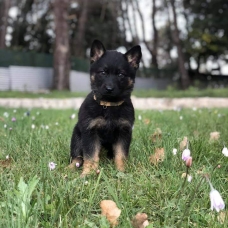 Image pour l'annonce Chiots Berger allemand à réserver