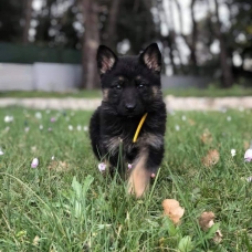 Image pour l'annonce Chiots Berger allemand à réserver