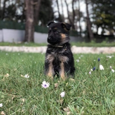 Image pour l'annonce Chiots Berger allemand à réserver