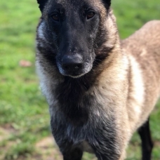 Image pour l'annonce Chiots Berger allemand à réserver