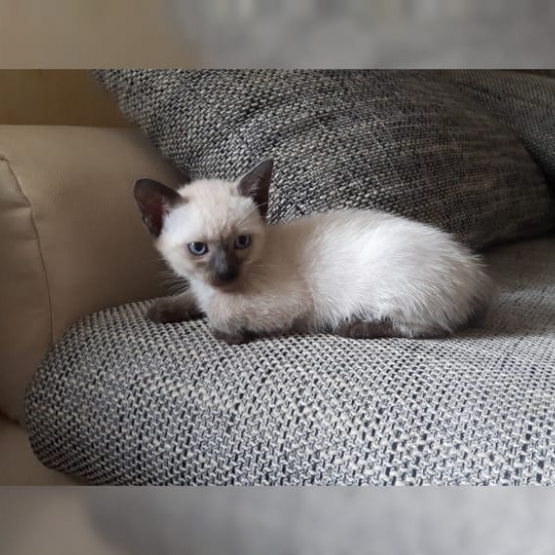 Image pour l'annonce 2 jolis chatons :1 mâle et 1 femelle