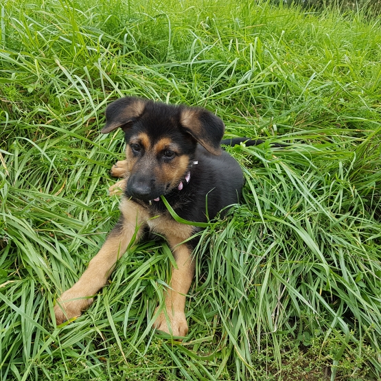 Image pour l'annonce Vend berger allemand