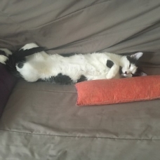 Image pour l'annonce donne Chat mâle de  1 an