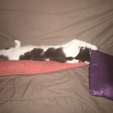 Image pour l'annonce donne Chat mâle de  1 an
