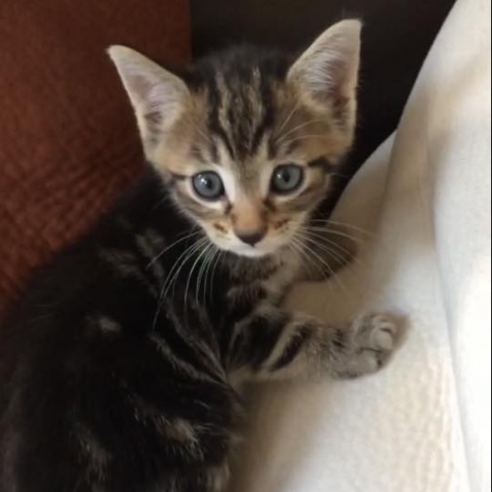 Image pour l'annonce Donne adorables chatons contre bons soins
