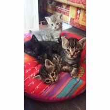 Image pour l'annonce Donne adorables chatons contre bons soins
