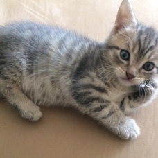 Image pour l'annonce Donne adorables chatons contre bons soins