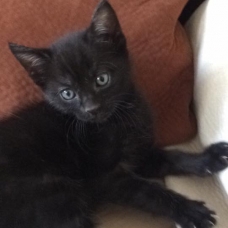 Image pour l'annonce Donne adorables chatons contre bons soins