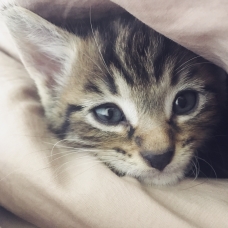 Image pour l'annonce Donne adorables chatons contre bons soins