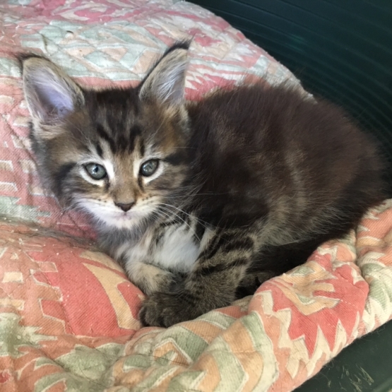 Image pour l'annonce Vends adorables bébés Maine Coon LOOF