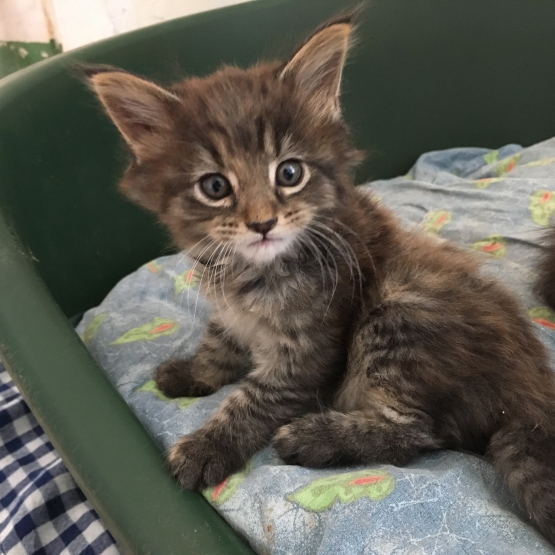 Image pour l'annonce Vends adorables bébés Maine Coon LOOF