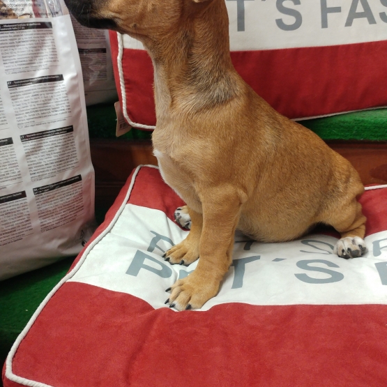 Image pour l'annonce à vendre Chiot xt Pinscher fauve