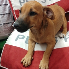 Image pour l'annonce à vendre Chiot xt Pinscher fauve