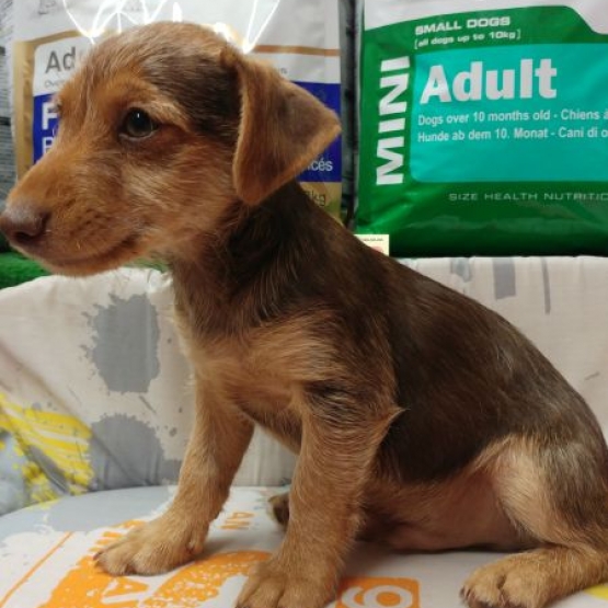 Image pour l'annonce adorable chiot Pinscher chocolat