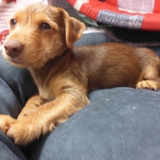 Image pour l'annonce adorable chiot Pinscher chocolat