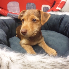 Image pour l'annonce adorable chiot Pinscher chocolat
