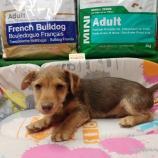Image pour l'annonce adorable chiot Pinscher chocolat