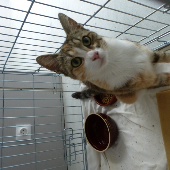 Image pour l'annonce donne chatte
