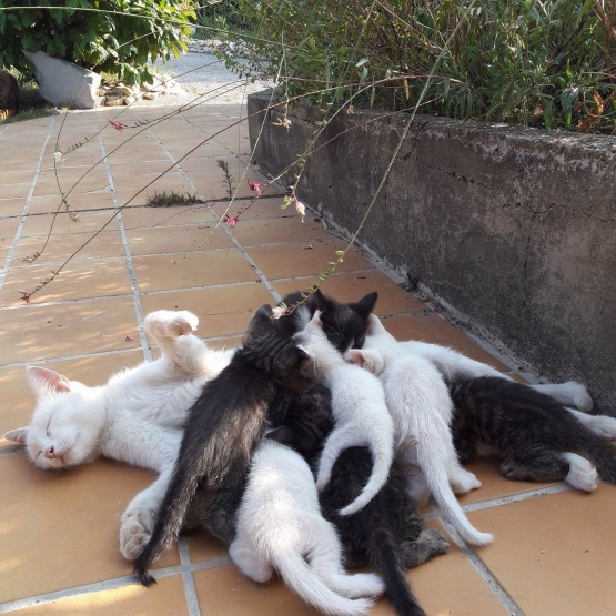 Image pour l'annonce Donne chatons 2mois
