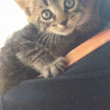 Image pour l'annonce Donne chatons 2mois