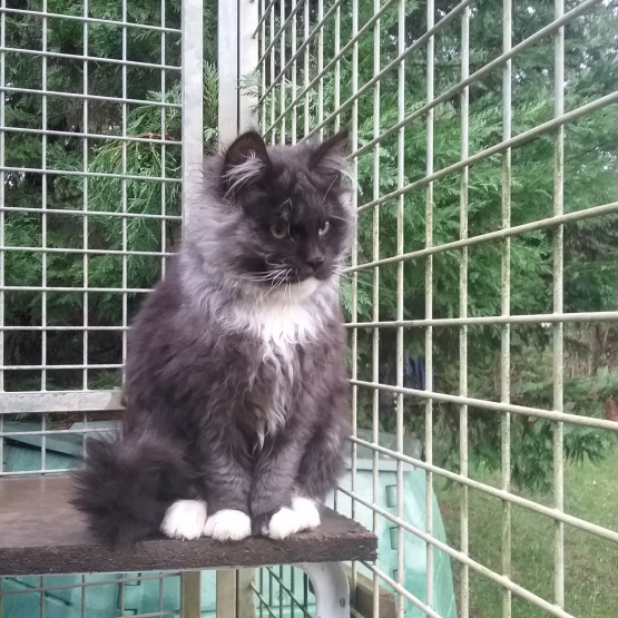 Image pour l'annonce Vends maine coon