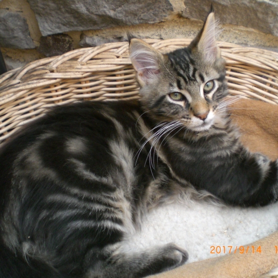 Image pour l'annonce MAINE COON MALE 3MOIS
