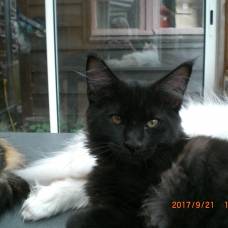 Image pour l'annonce MAINE COON MALE 3MOIS